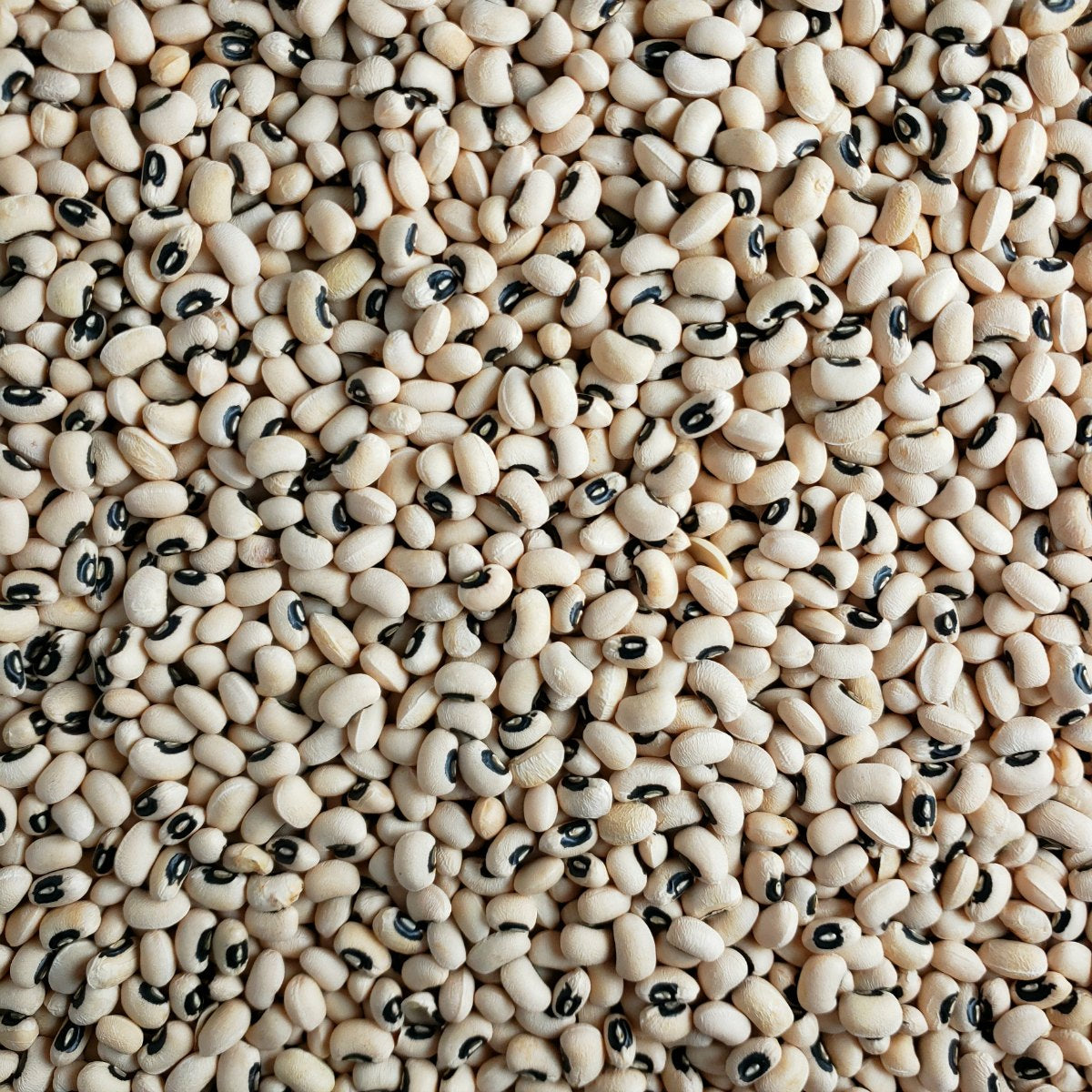10 lbs black eye beans from Papagino Foods Inc. in a clear bag, showing plump, beige beans with distinctive black spots.
