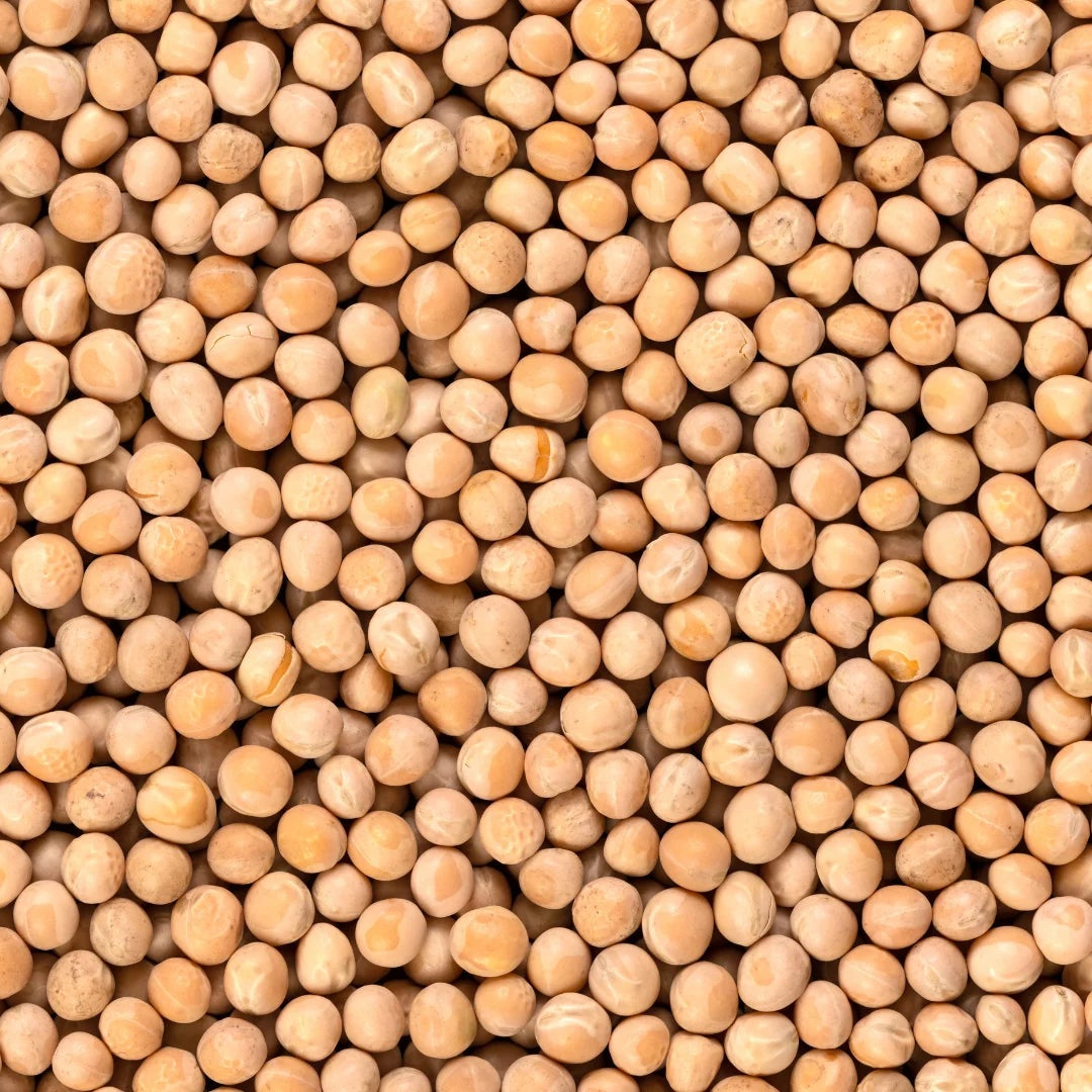 Whole yellow peas from Papagino Foods Inc. in a 10-pound bag, showing fresh, dried yellow peas ready for cooking or processing.