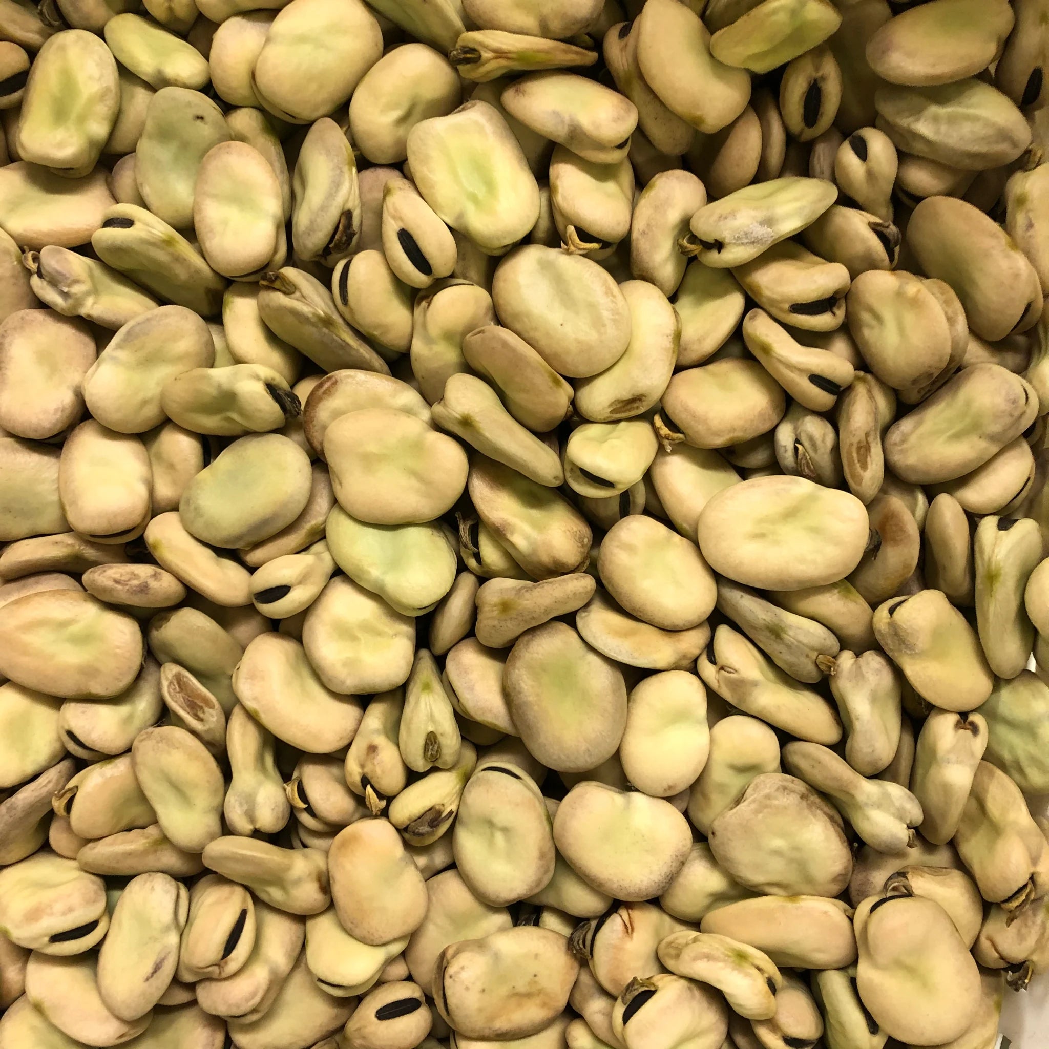 Dry fava beans in a 5 kg bag by Papagino Foods Inc., showing the product packaging and fresh beans inside.
