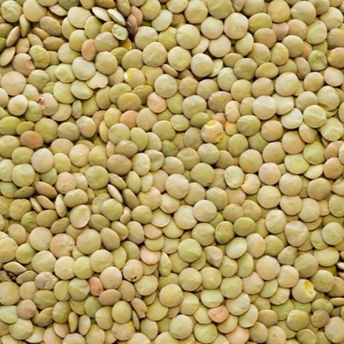 Small Eston green lentils from Papagino Foods Inc. in a 5 kg bag, showing vibrant green lentil grains.