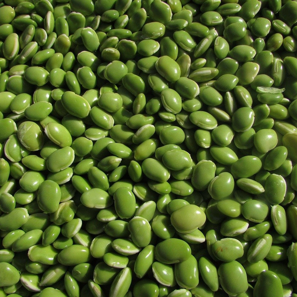 Small Fava Beans from Papagino Foods Inc. in a 5 kg bag, showing fresh green beans ready for cooking or packaging.