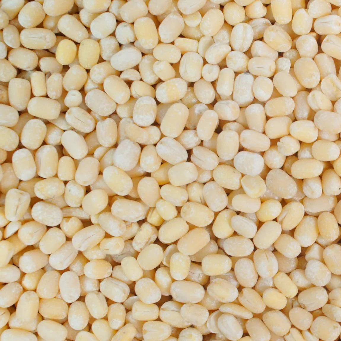 Whole peeled urid dal beans in a 10 lb bag from Papagino Foods Inc., ready for cooking or culinary use.