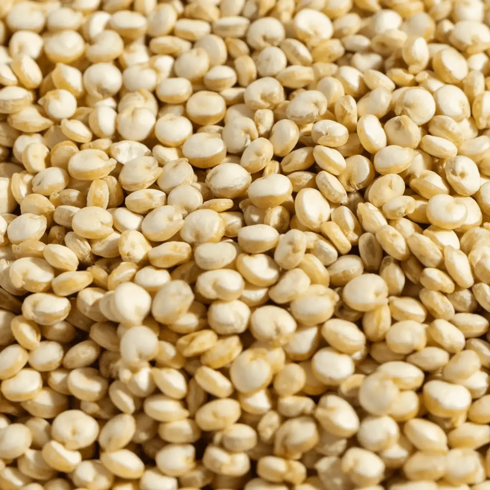 White quinoa seeds in a 5 kg bag by Papagino Foods Inc., shown in a clear image with fresh, whole quinoa grains.