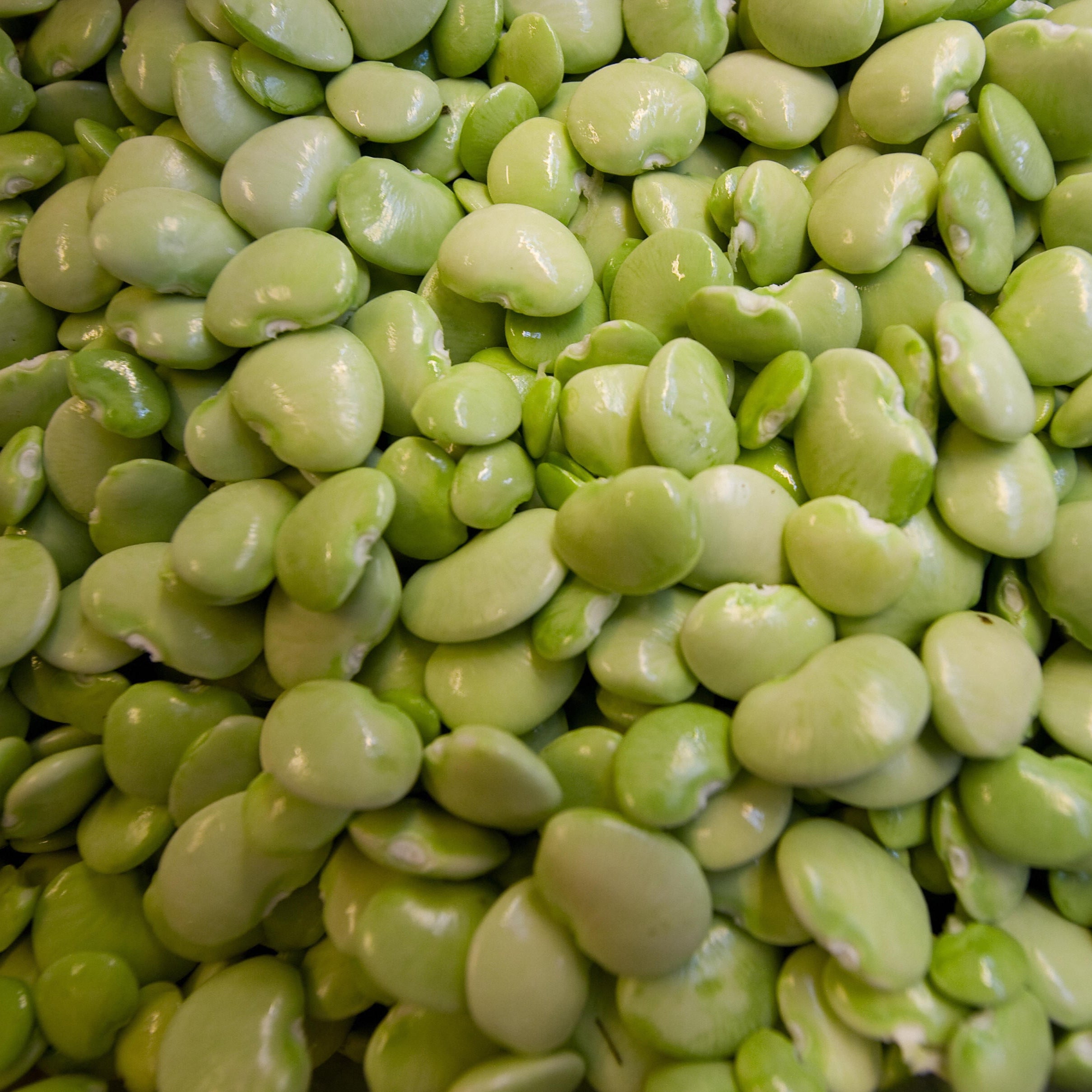 10 lbs of dried Lima Beans from Papagino Foods Inc., showing a close-up of light-colored, smooth Lima bean pods.