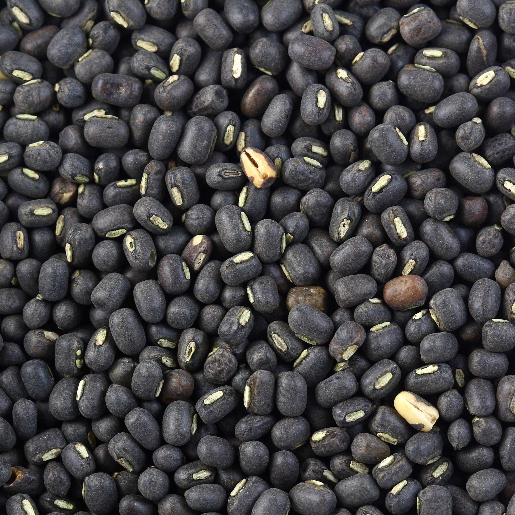 Whole black urid lentils in a 10-pound bag from Papagino Foods Inc., showing the dark, shiny lentils ready for cooking.