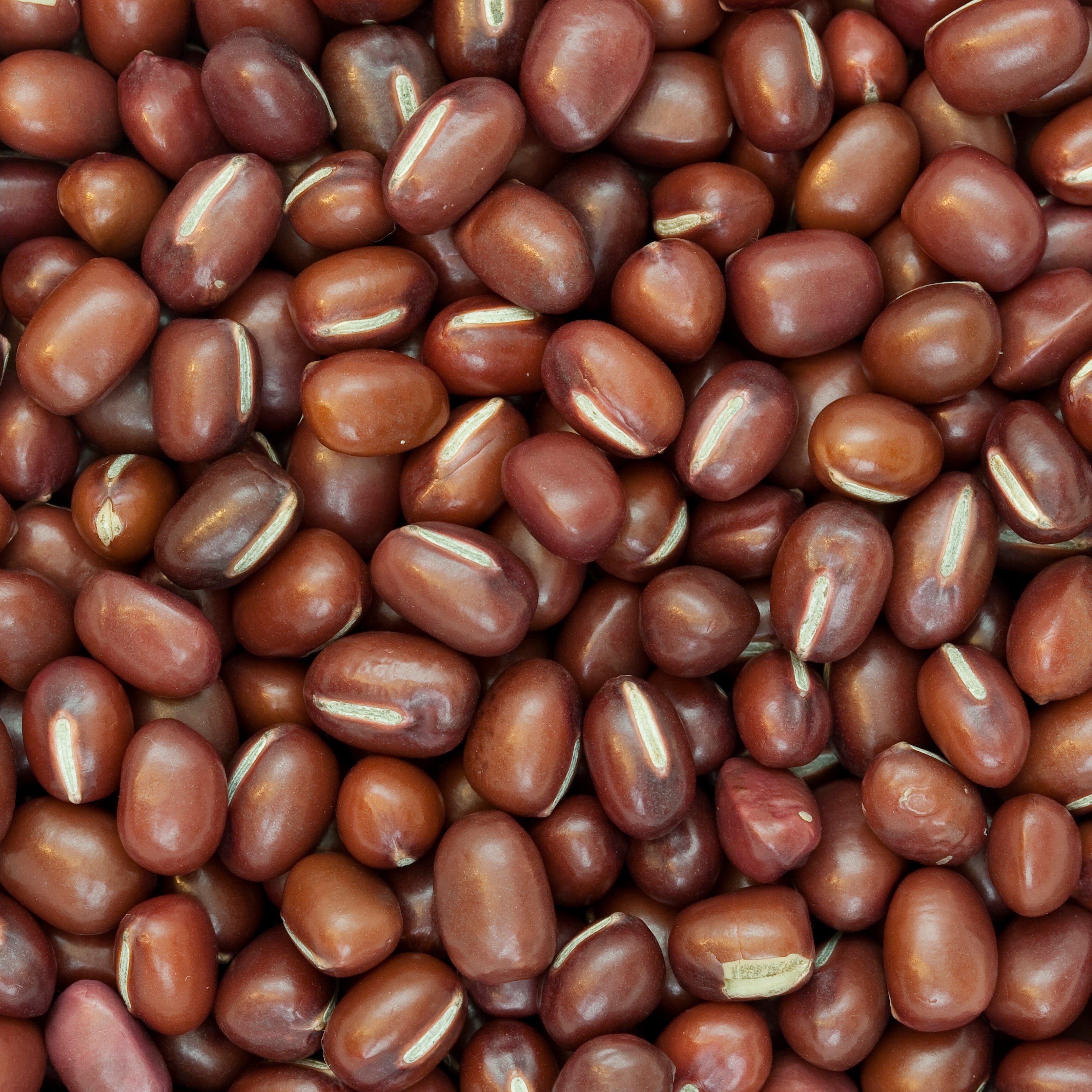 Adzuki beans in a 10-pound bag from Papagino Foods Inc., showing red, polished beans ready for cooking or baking.