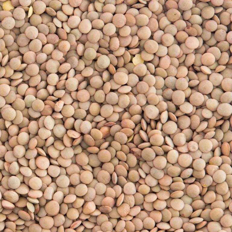 Brown lentils in a 5 kg bag from Papagino Foods Inc., showing the lentils' small, round, brown appearance.