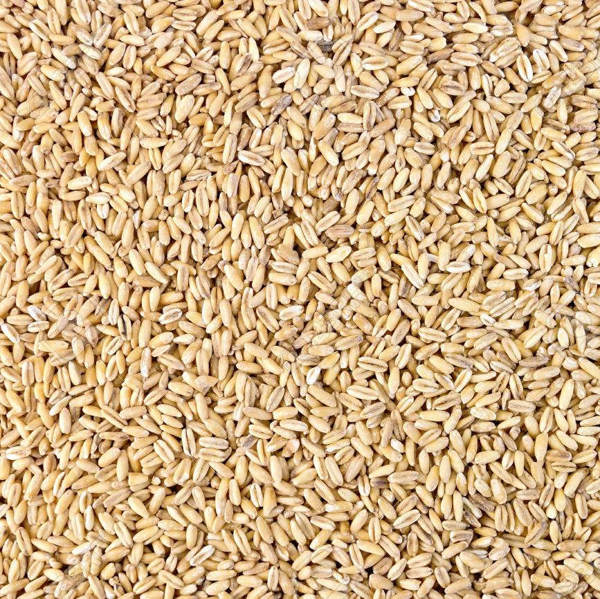 Pearled barley in a 5 kg bag from Papagino Foods Inc., showing the light-colored, polished grains ready for cooking.