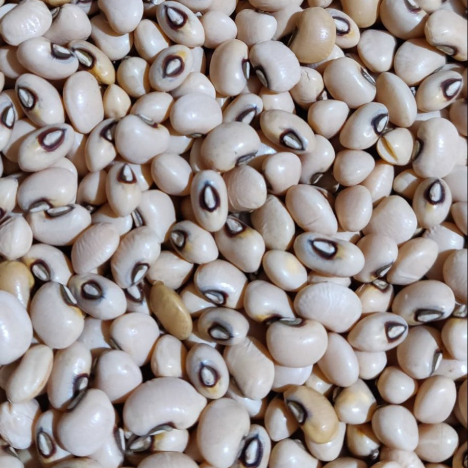White kidney beans in a 5 kg bag from Papagino Foods Inc., showing the packaged beans ready for cooking or storage.